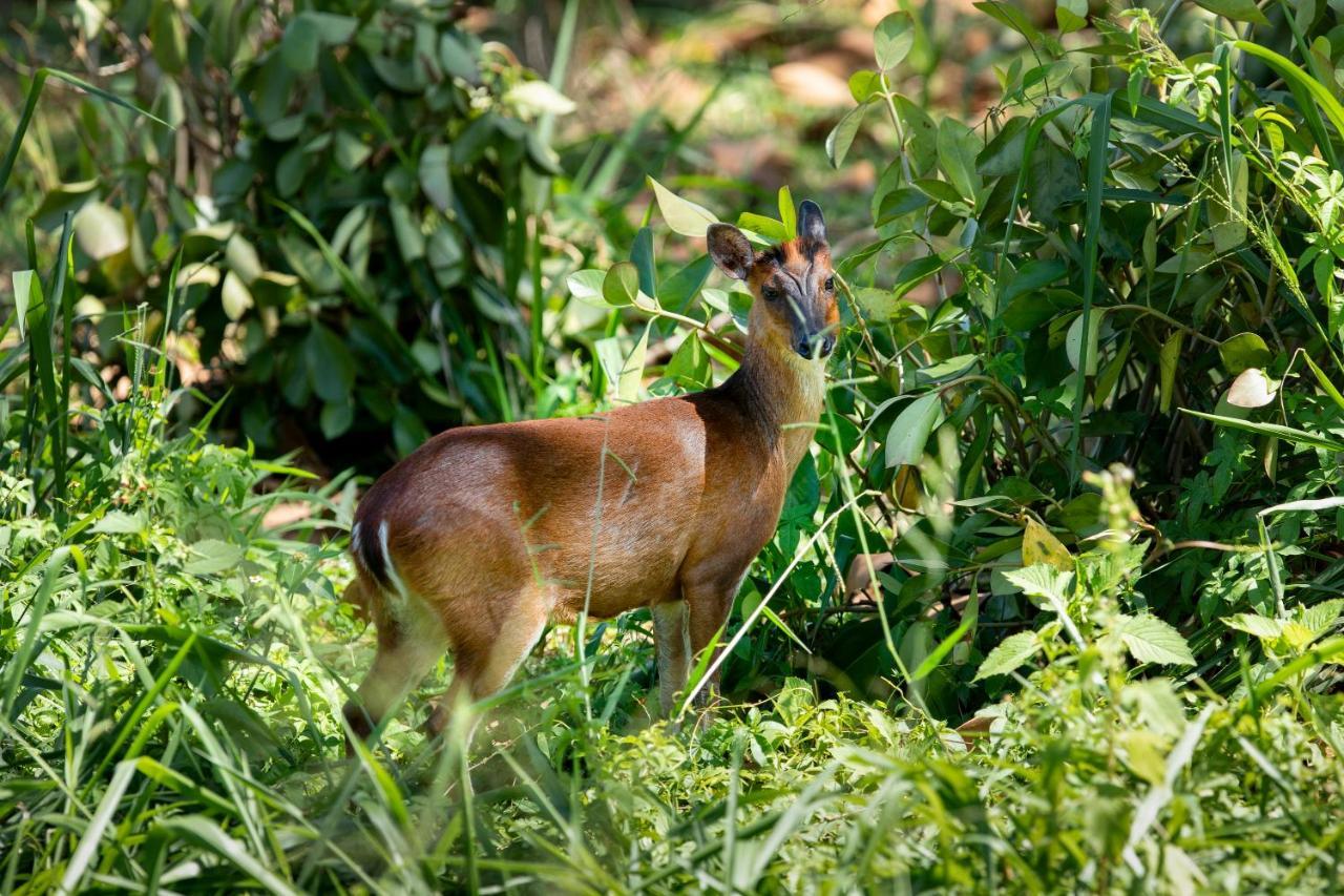 W15 Hanthana Estate Kandy Luaran gambar